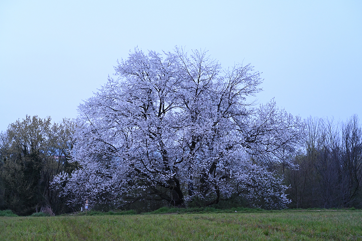 Copyright William Ravara